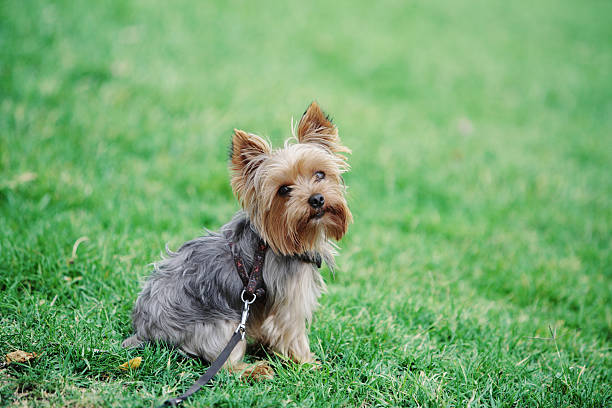 ładny pies siedzi na trawie - yorkshire terrier zdjęcia i obrazy z banku zdjęć