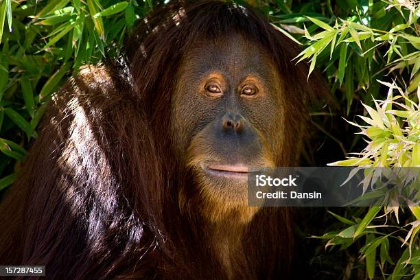 Orango Shade - Fotografie stock e altre immagini di Orango - Orango, Intelligenza, Isolamento