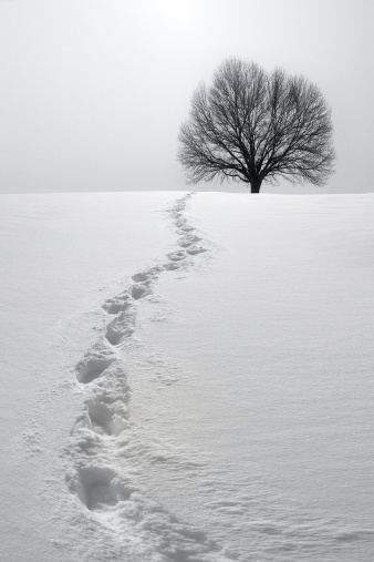 A set of footprints in the snow leads to a tree.