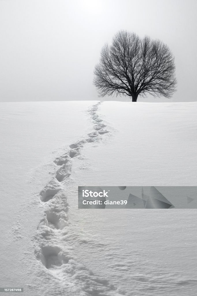 Footprints in Snow Leading to Tree A set of footprints in the snow leads to a tree. Snow Stock Photo Footprints in Snow Leading to Tree A set of footprints in the snow leads to a tree. Snow Stock Photo
