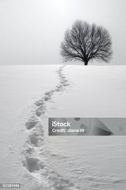 Footprints In Snow Leading To Tree Stock Photo - Download Image Now - Snow, Footprint, Black And White