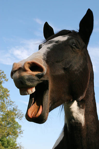 rire cheval - horse animal head laughing animal photos et images de collection