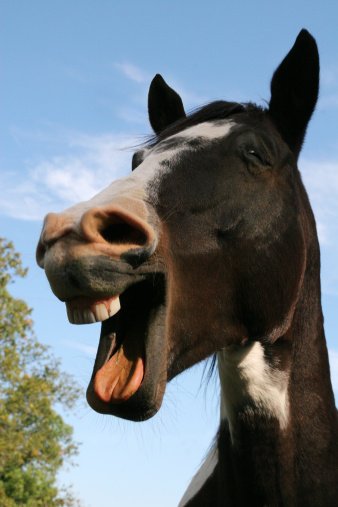 Horse with a very funny expression on his face as if he is laughing. Hee-haw!