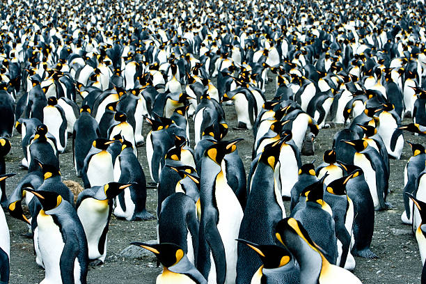 istock King Penguins at Black Beach South Georgia 157287623