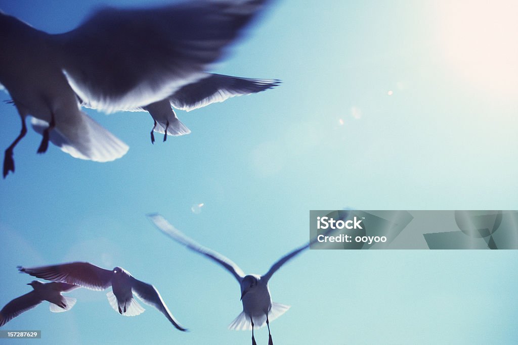 Vögel mit der Sonne hinter - Lizenzfrei Blendenfleck Stock-Foto