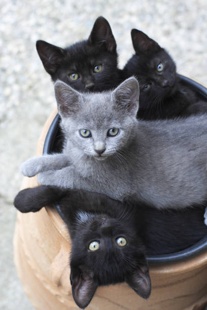 Brothers and sisters