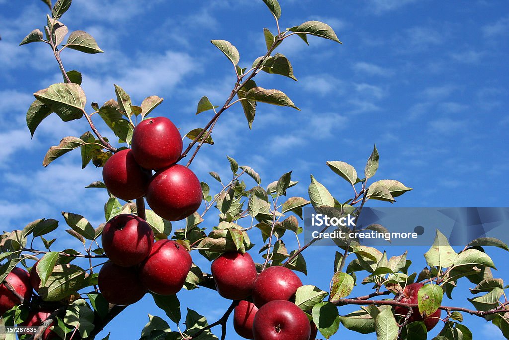 Mûres pommes - Photo de Arbre libre de droits