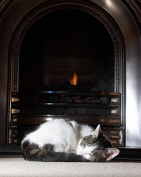 istock Cat on the mat in front of a fire 157287851
