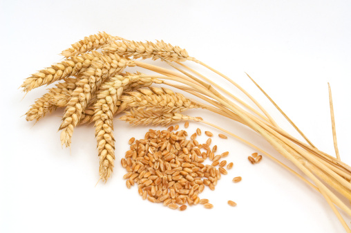 Wheat stems with seeds,on white background.
