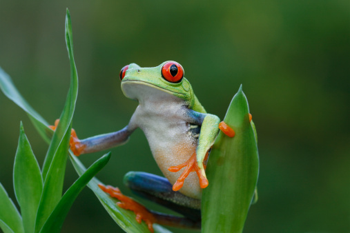 A Red-eyed tree frog at is seen at night on a plant leaf.  The frog has red eyes, orange feet, blue legs and a green body.  The lighting on the frog makes looks like it is in a studio.  However, the frog was photographed in a pond in the rainforest jungle of Costa Rica.  The red eyed tree frog is very iconic in Central America.