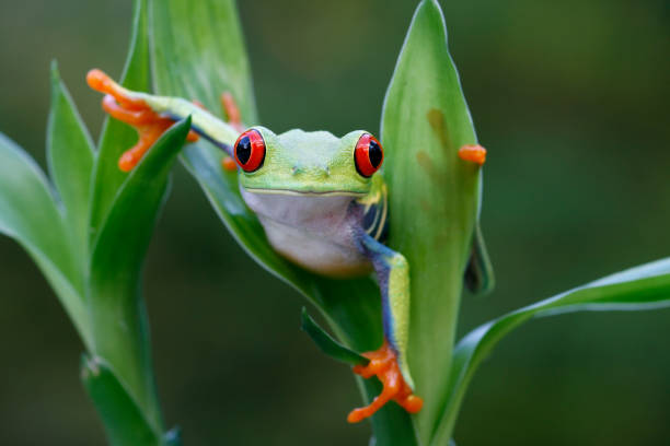 istock Red Eyed Tree Frog  Maneuvering Around Rainforest 157287967