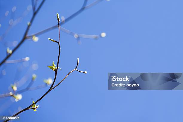 Hojas De Bebé Foto de stock y más banco de imágenes de Aire libre - Aire libre, Azul, Bebé