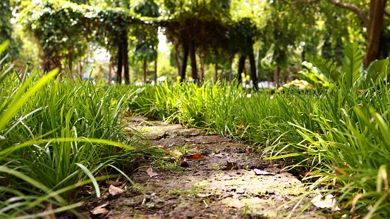 walkway  path with messy grass in the public park  It’s overgrown with weeds in the backyard
