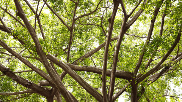 mighty tree with green leaves,The sun brightly shines through the crooked branches of a majestic green tree