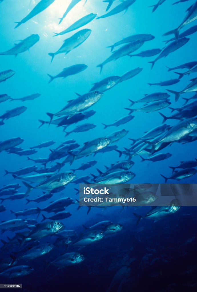 Jacks im blauen Wasser - Lizenzfrei Fischschwarm Stock-Foto