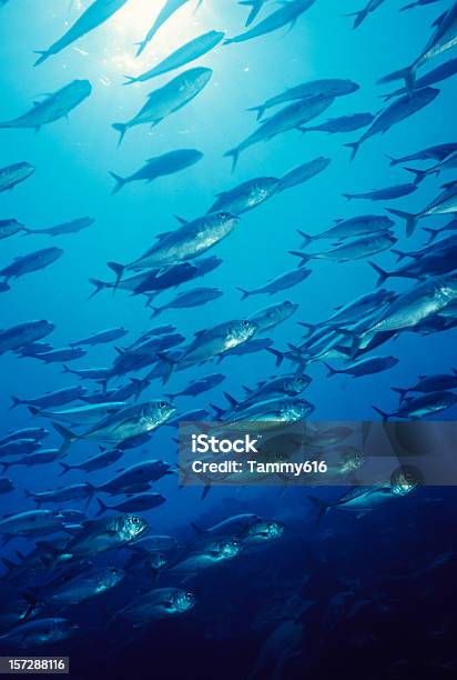 Jacks Im Blauen Wasser Stockfoto und mehr Bilder von Fischschwarm - Fischschwarm, Fisch, Meer