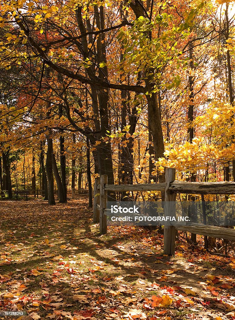 Los colores del otoño - Foto de stock de Otoño libre de derechos