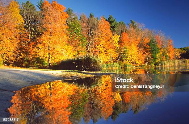 Herbst Reflexion Stockfoto und mehr Bilder von Berkshires - Berkshires, Blatt - Pflanzenbestandteile, Herbst