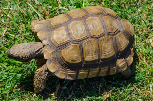 linda tortuga africana caminando sobre la hierba verde en vista superior, primer plano. - turtle grass fotografías e imágenes de stock