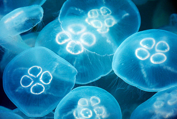 medusa, traslúcido, gelatina de peces, los animales vivos, mar, del mar, cnidaria - white spotted jellyfish fotos fotografías e imágenes de stock