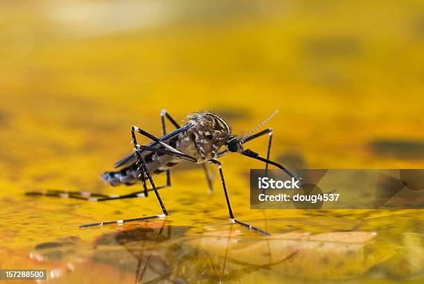 Mosquito On Water Stockfoto en meer beelden van Mug - Mug, Malariaparasiet, Water