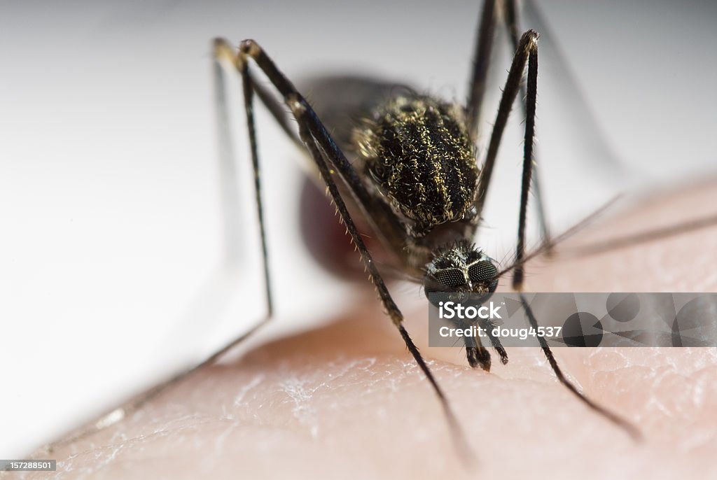 Moskito Saugen Blut - Lizenzfrei Malariaerreger Stock-Foto