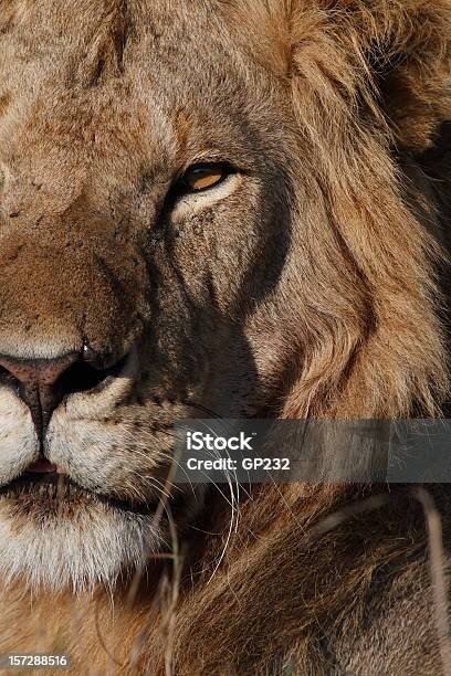 Löweporträt Stockfoto und mehr Bilder von Löwe - Großkatze - Löwe - Großkatze, Masai Mara-Reservat, Afrika