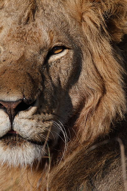 Close-up portrait of a male lion stock photo