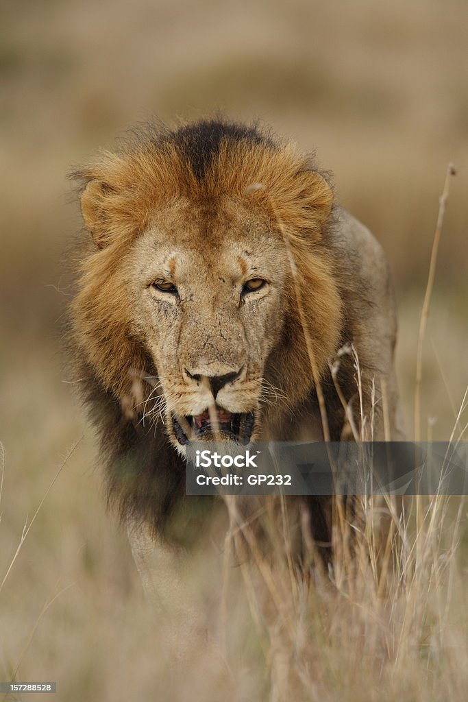 Lion 굴절률은 배회하다 - 로열티 프리 돌아다니다 스톡 사진