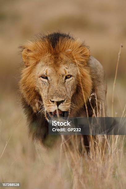 Lion 굴절률은 배회하다 돌아다니다에 대한 스톡 사진 및 기타 이미지 - 돌아다니다, 사자, 갈기
