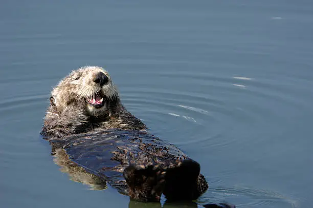 Photo of Resting wild sea Otter pondering floating in water.
