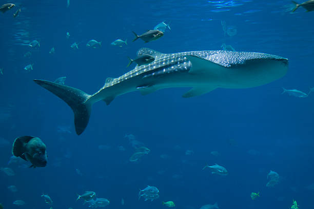 istock Whale Sharks and lots of fish 157288565