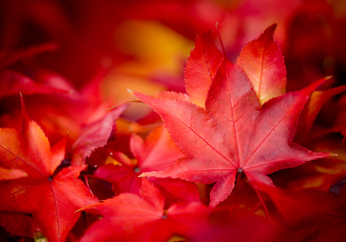 Japanese maple Acer palmatum Atropurpureum grows on banks of beautiful garden pond. Close-up. Young red leaves on blurred background of evergreen and aquatic plants. Nature concept for design.