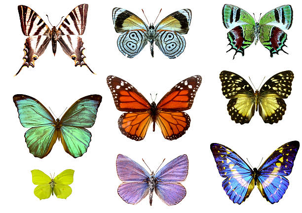 dziewięciu kolorowe motyle - malachite butterfly zdjęcia i obrazy z banku zdjęć