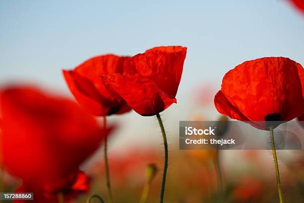 Poppy Field Stock Photo - Download Image Now - Agricultural Field, Beauty, Horizon