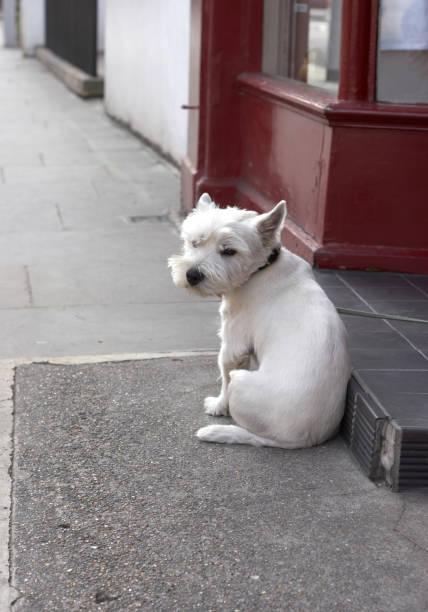 istock Cute white dog outside a shop 157288909