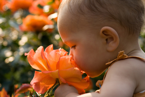Cute baby girl smelling giant orange rose. With back light