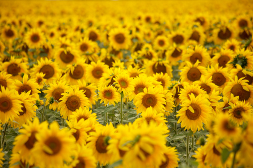Horizontal photo of a sunflower field.