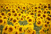 Sunflower field - 2