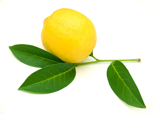 lemon twig stock photo