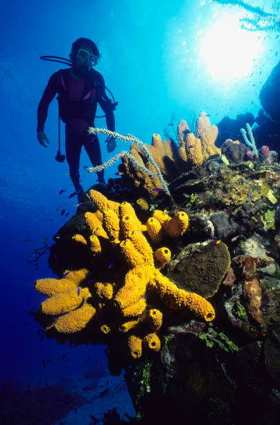 istock Diver and yellow Tube Sponges 157289162