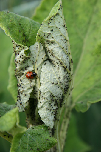 useful ladybird eats plant louses- focus on foreground