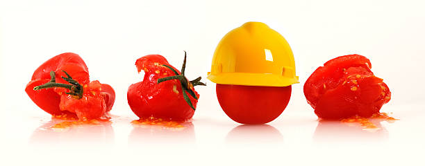 tomatoes_protection - food safety 뉴스 사진 이미지