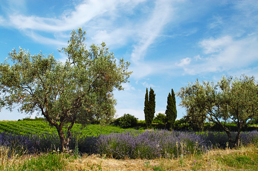 Provence, France. Lavender, vineyard and olives.