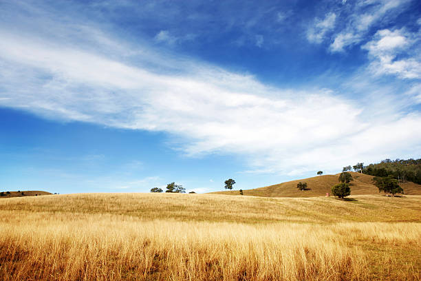 seco y hermoso - grass area grass summer horizon fotografías e imágenes de stock