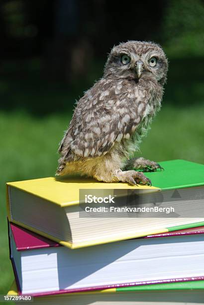 Photo libre de droit de Sage Hibou banque d'images et plus d'images libres de droit de Bibliothèque - Bibliothèque, Faune sauvage, Aile d'animal