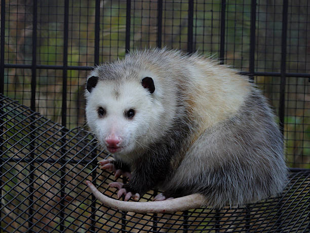 オポッサム - common opossum ストックフォトと画像