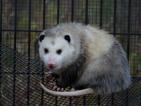 The Virginia opossum is native Americam animal.