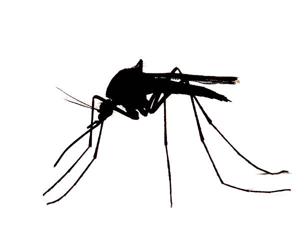 mosquito silhueta - 4537 - fotografias e filmes do acervo