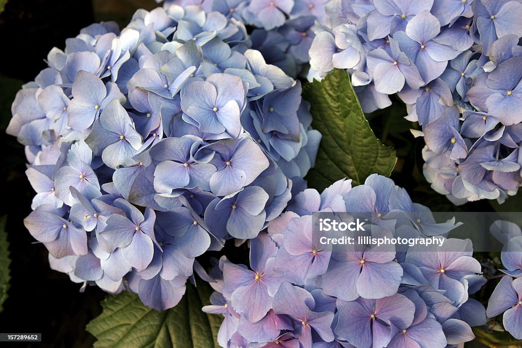 Ortensie blu - Foto stock royalty-free di Ortensia